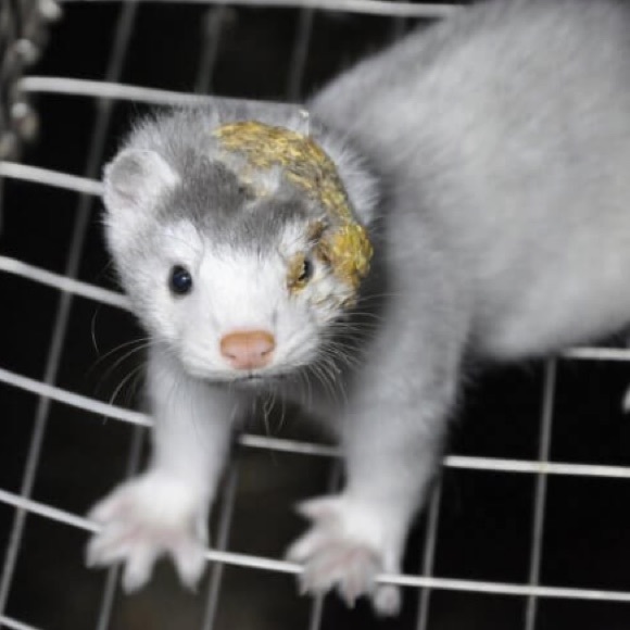 ‼️SAY NO TO MINK EYELASHES & COATS! 🧥👁 - Picture 12 of 16